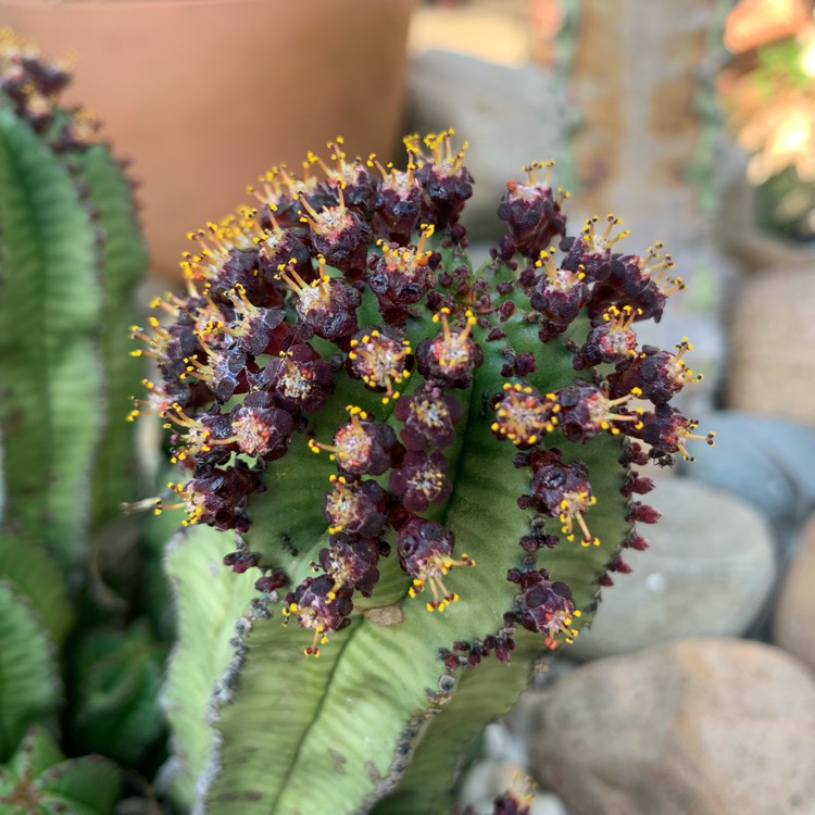 Plant image Euphorbia anoplia