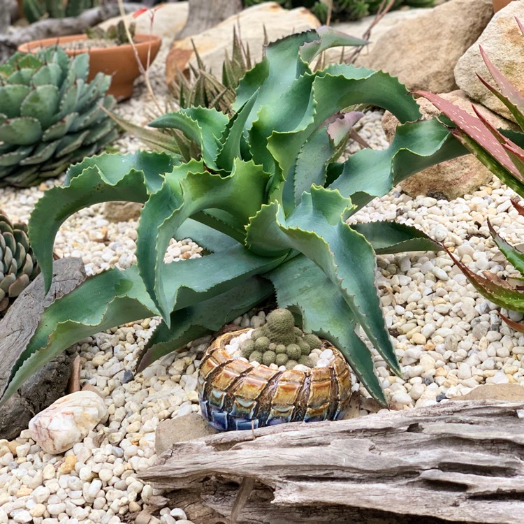 Plant image Agave gypsophila 'Blue Curls'