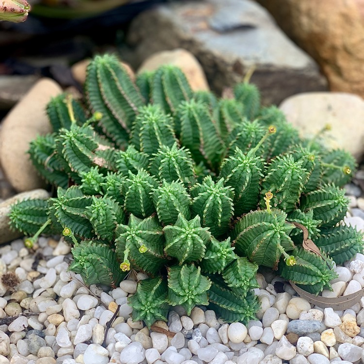 Plant image Euphorbia susannae