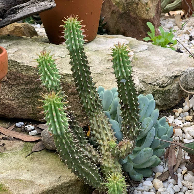 Plant image Hoodia Gordonii