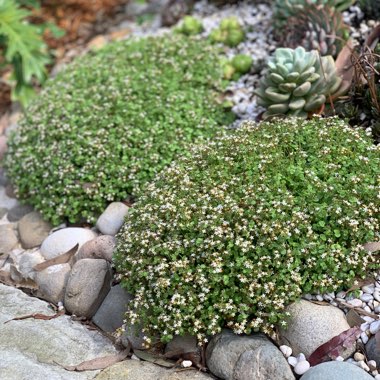 Crassula Pellucida Subsp. Marginalis 'Minima Albovariegata' 