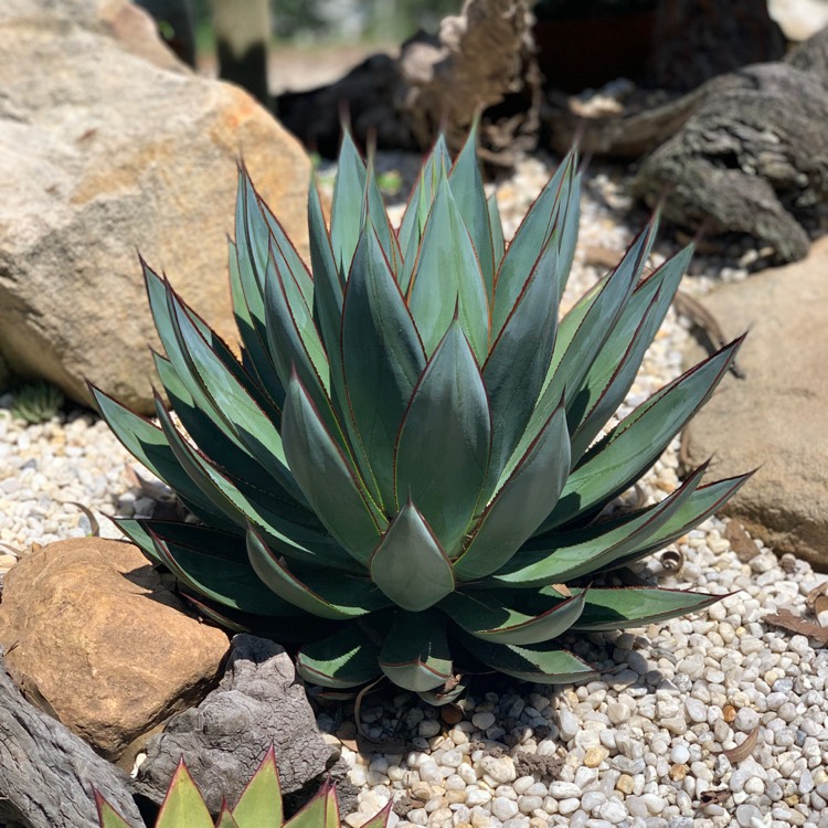 Plant image Agave 'Blue Glow'