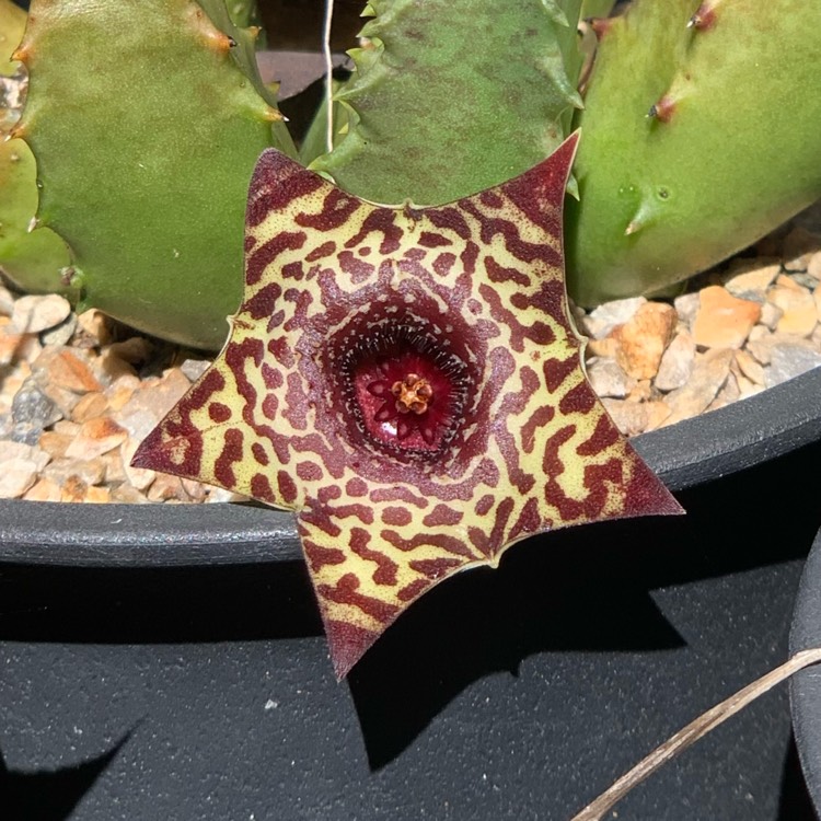 Plant image Huernia Zebrina