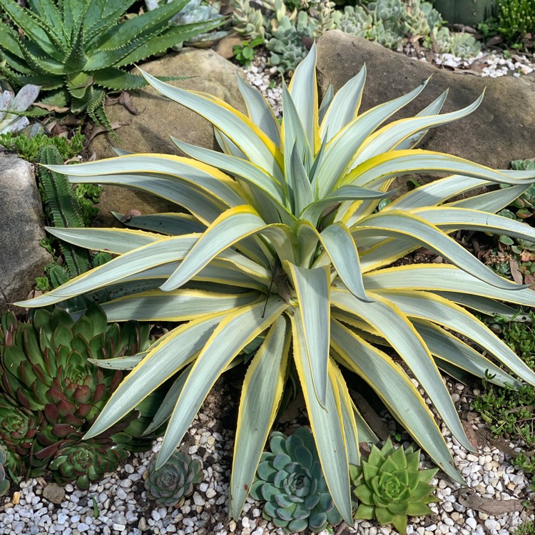 plant image 1575237