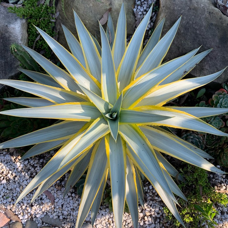 Plant image  Agave desmettiana ' Galactic Traveller' 