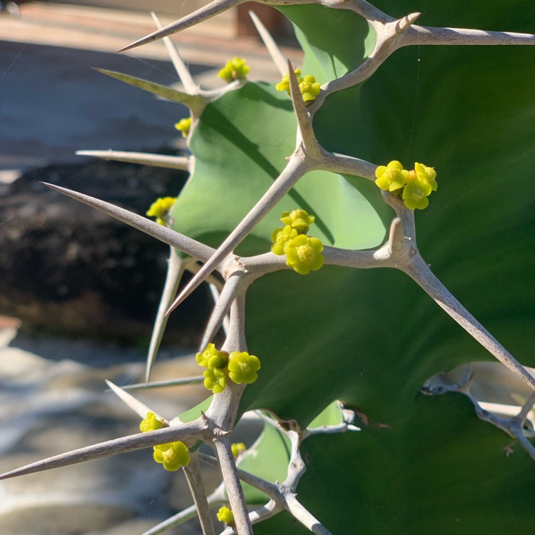 Plant image Euphorbia grandicornis