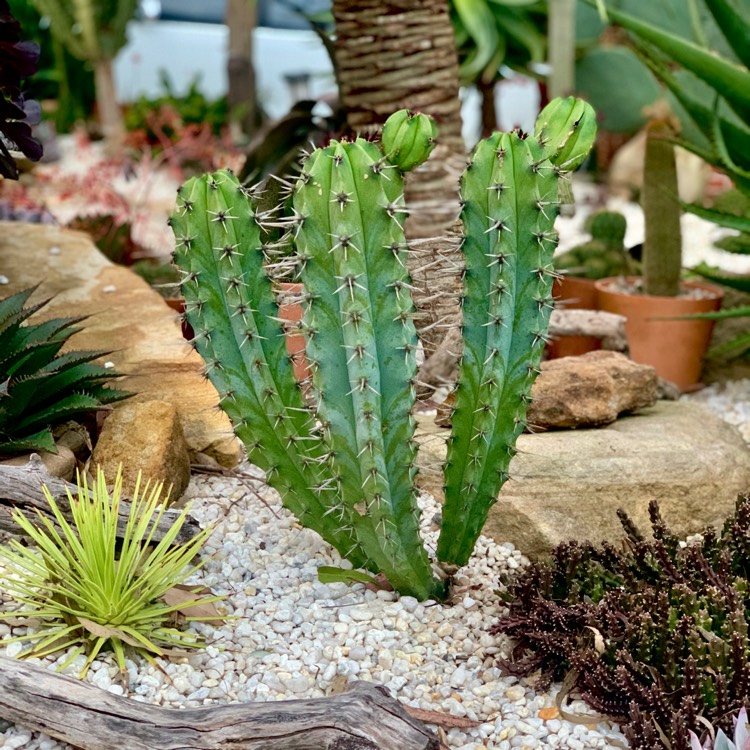 Plant image Myrtillocactus