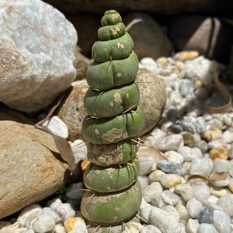 Plant image eulychnia castanea spiralis