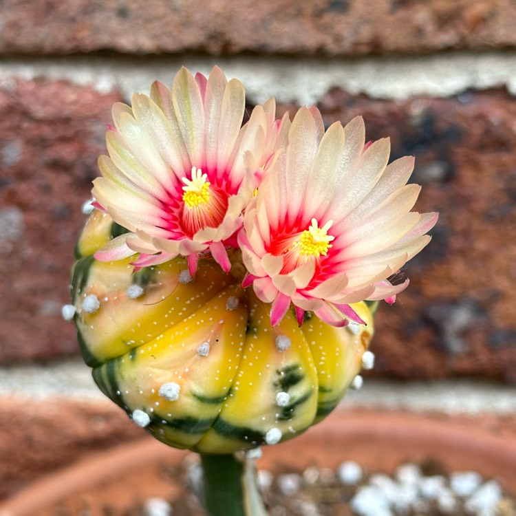 Plant image Astrophytum Asterias Variegata 