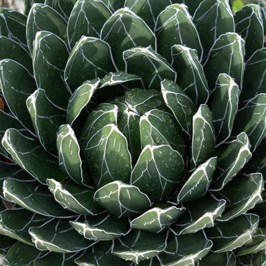 Queen Victoria agave