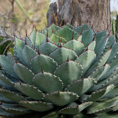 Butterfly Agave