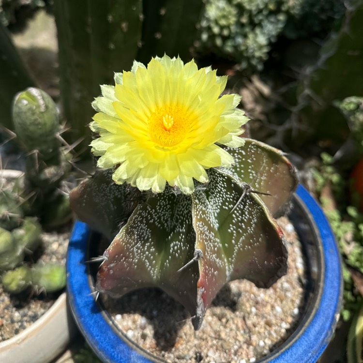 Plant image Astrophytum Ornatum