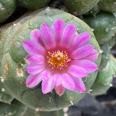 Peyote