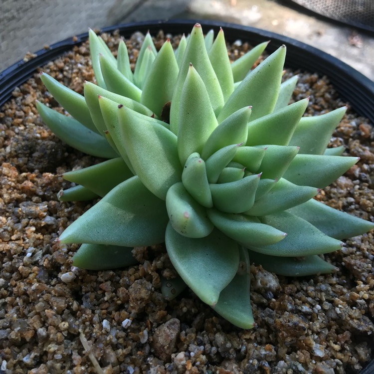 Plant image Echeveria Agavoides Corderoyi