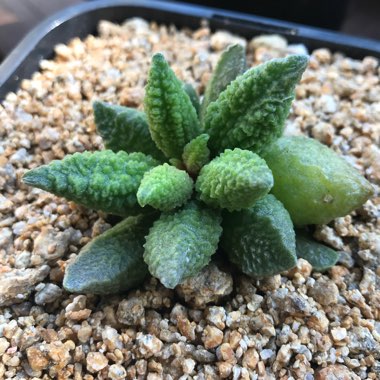 Adromischus marianae v. herrei