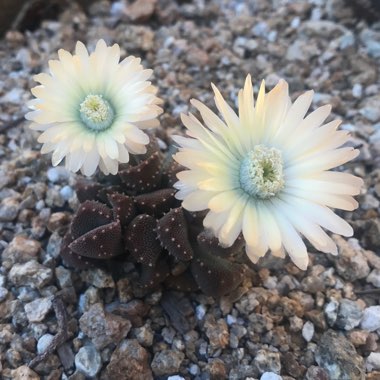 Aloinopsis luckhoffii