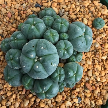 Lophophora Williamsii