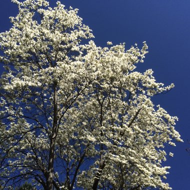 Cornus Nuttallii