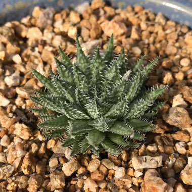 Haworthia Herbacea