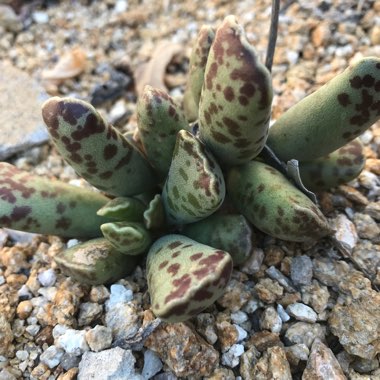 Adromischus cooperi