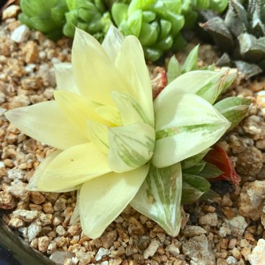 Haworthia cymbiformis variegata