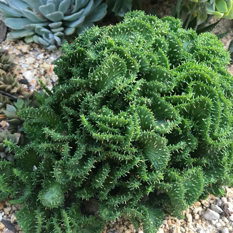 Plant image Euphorbia flanaganii 'Cristata'