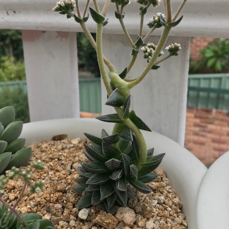 Plant image Crassula 'Frosty'