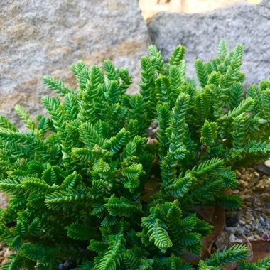 Crassula Lycopodioides f. Acuminata