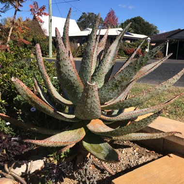 Aloe marlothii