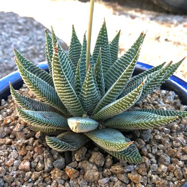 Haworthiopsis limifolia 'Spider White' syn. Haworthia limifolia 'Spider White'