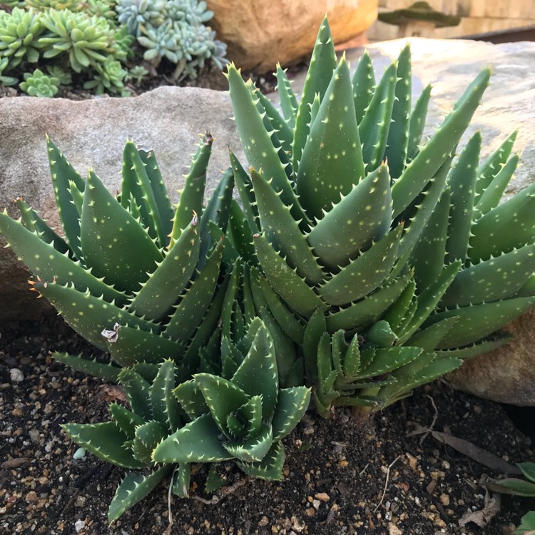 Plant image Aloe nobilis