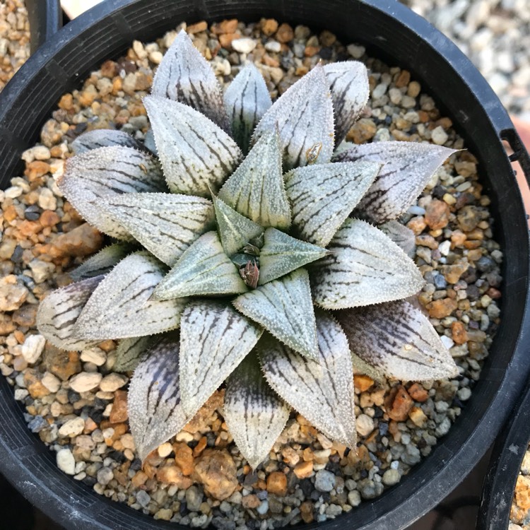 Plant image Haworthia 'Silver Kiwi'