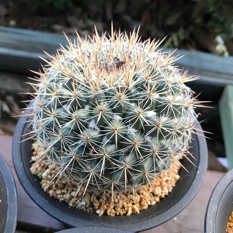 Plant image Mammillaria zeilmanniana var. Albiflora