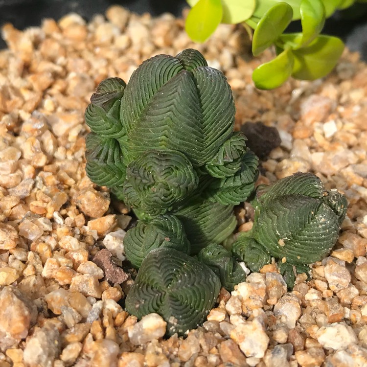 Plant image Crassula quadrangularis syn. Crassula pyramidalis