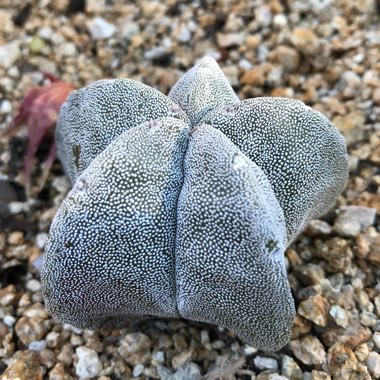 Astrophytum myriostigma