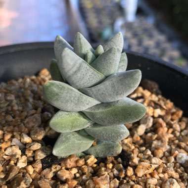 Crassula deceptor syn. Crassula deceptrix