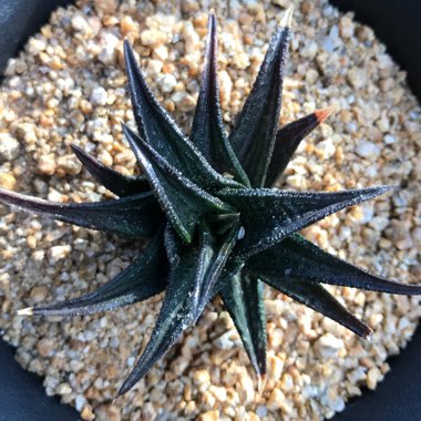 Haworthia nigra