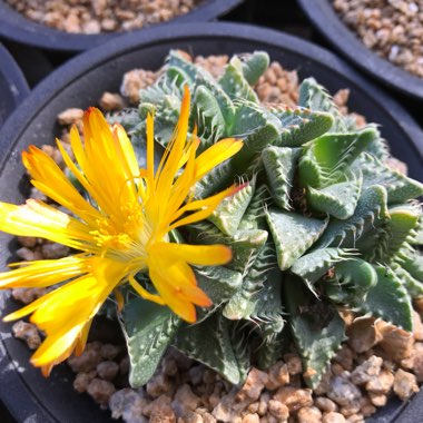 Faucaria tigrina