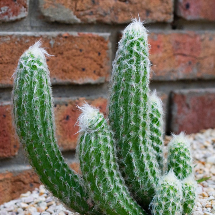 plant image 930160