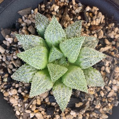 Haworthia Emelyae var. Picta