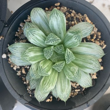 Haworthia Cooperi Variegata