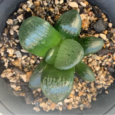 Haworthia emelyae var. comptoniana