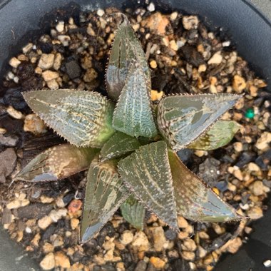 Haworthia Emelyae var. Major