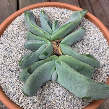 Glottiphyllum oligocarpum