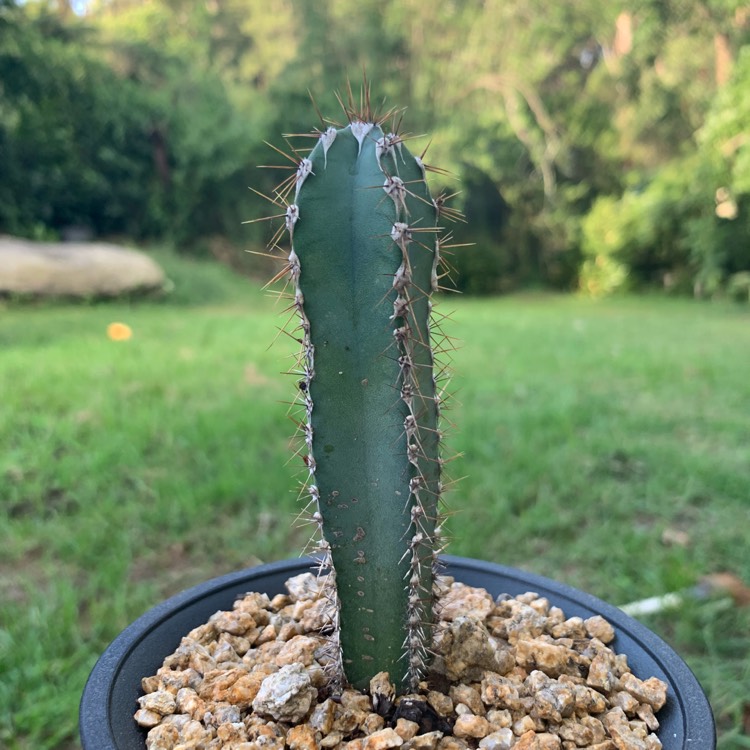 Plant image Cereus forbesii