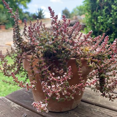 Crassula Capitella