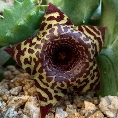 Huernia guttata subsp. guttata