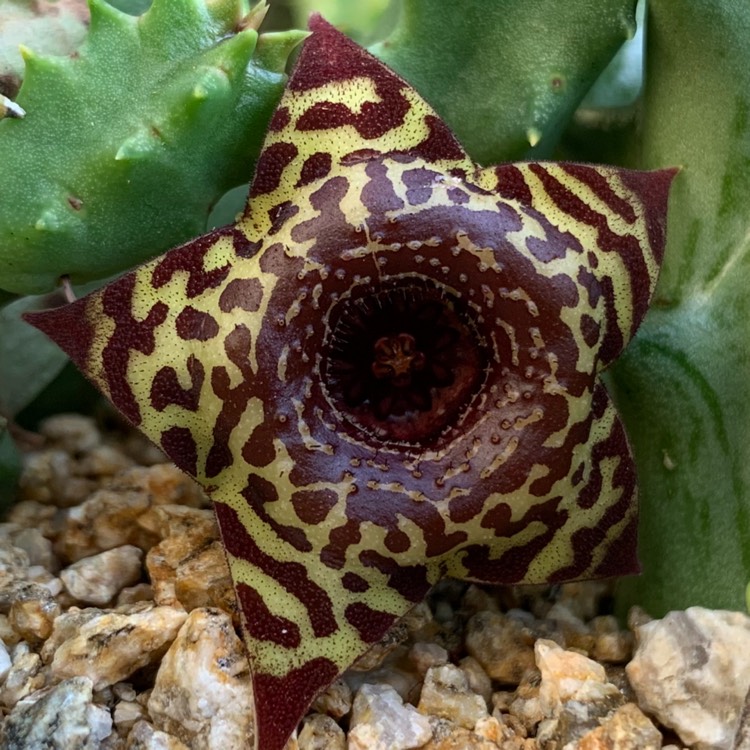 Plant image Huernia guttata subsp. guttata