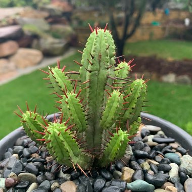 Euphorbia enopla