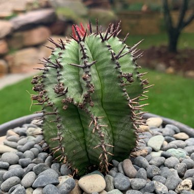 Euphorbia Polygona ‘Blue form'